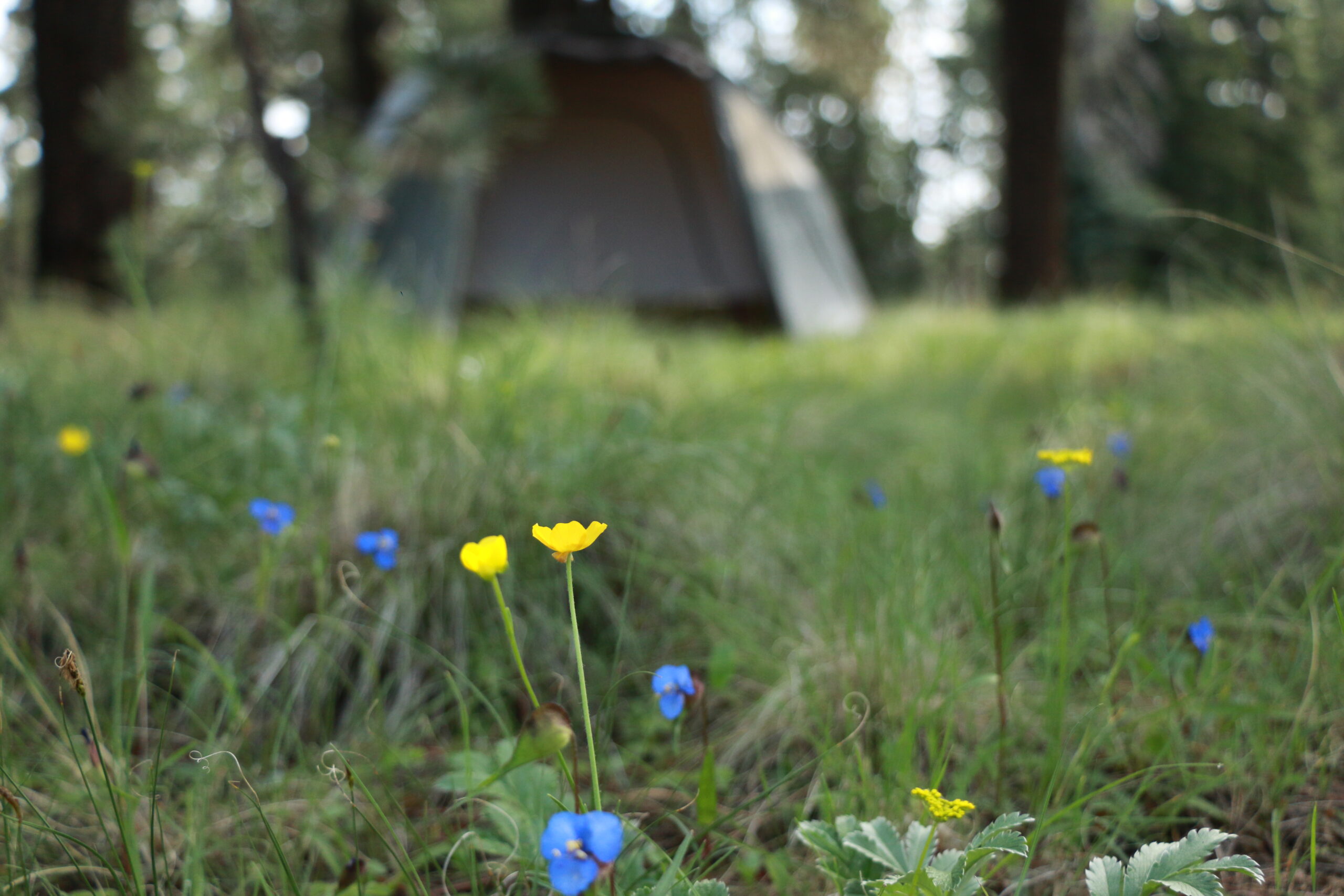 10 Best Arizona Camping Resources - BlissFit & Friends